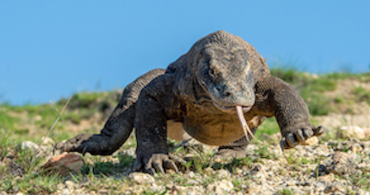 Komodo dragon